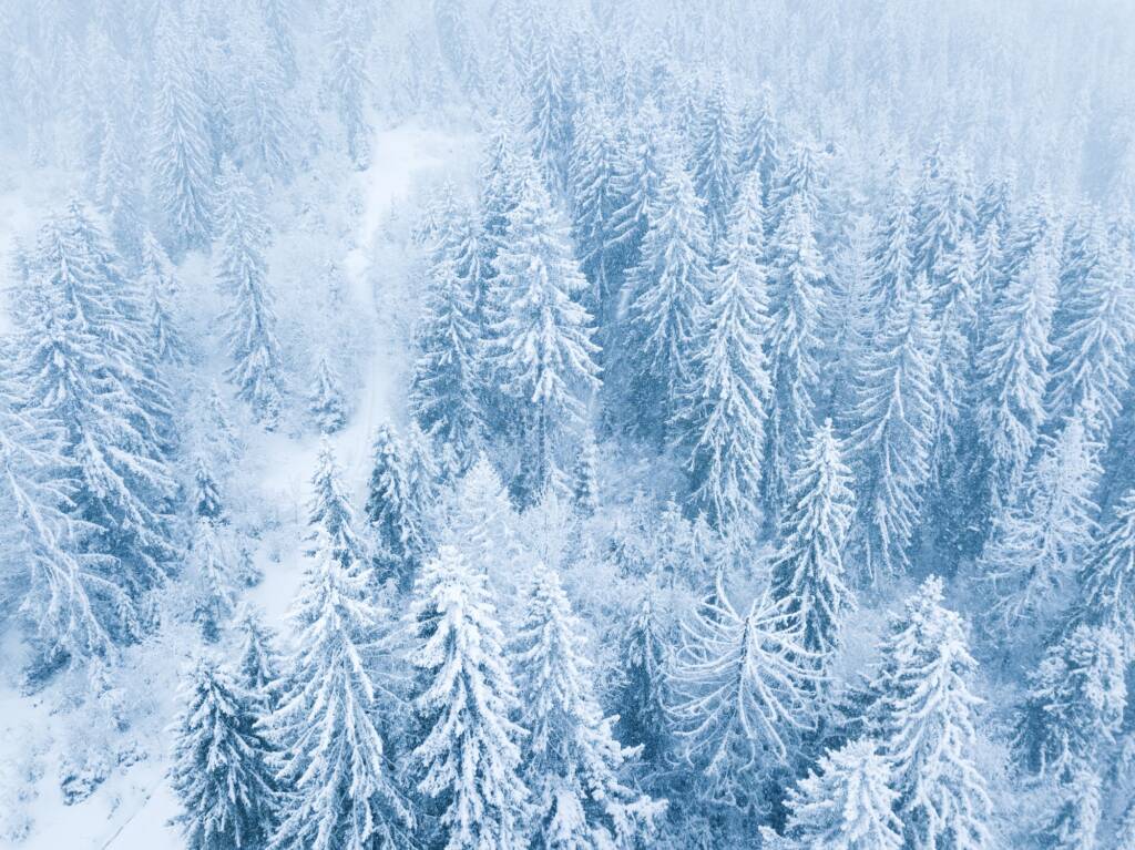 Flight over snowstorm in a snowy mountain coniferous forest, unc